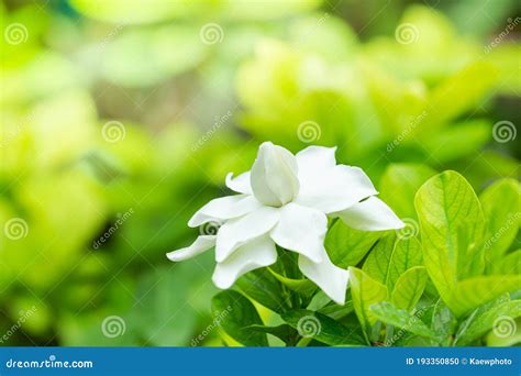 green leaf on gardenia.